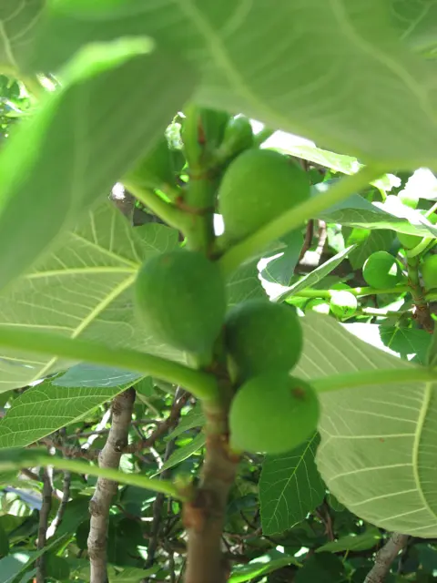 Cluster of young green figs growing along a branch