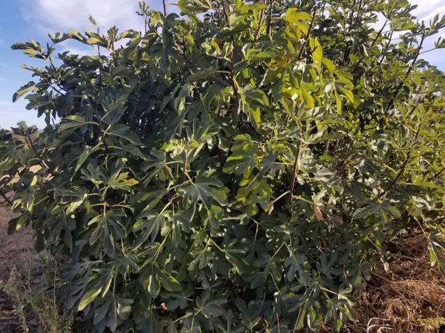 A full, bushy fig tree under a blue sky